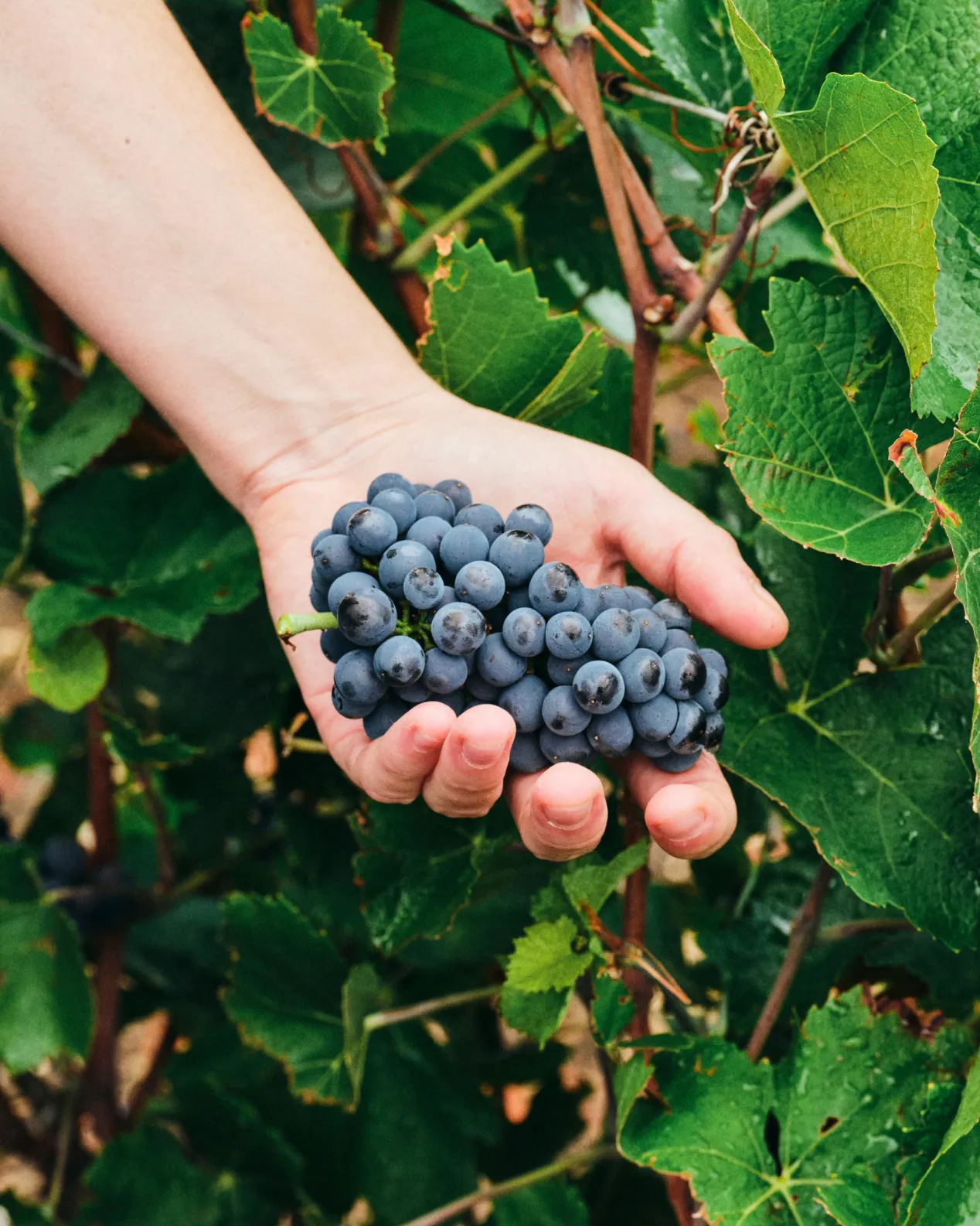 Vendanges 2026
