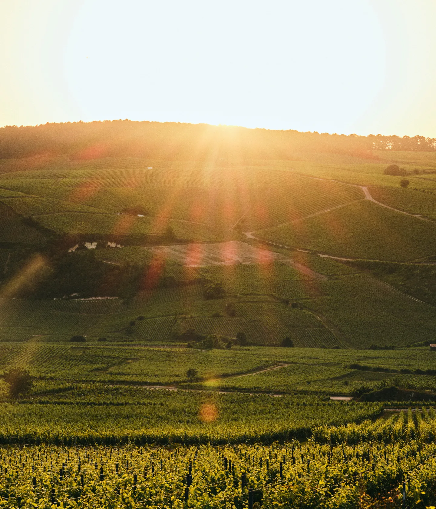 Amour de Deutz 2015