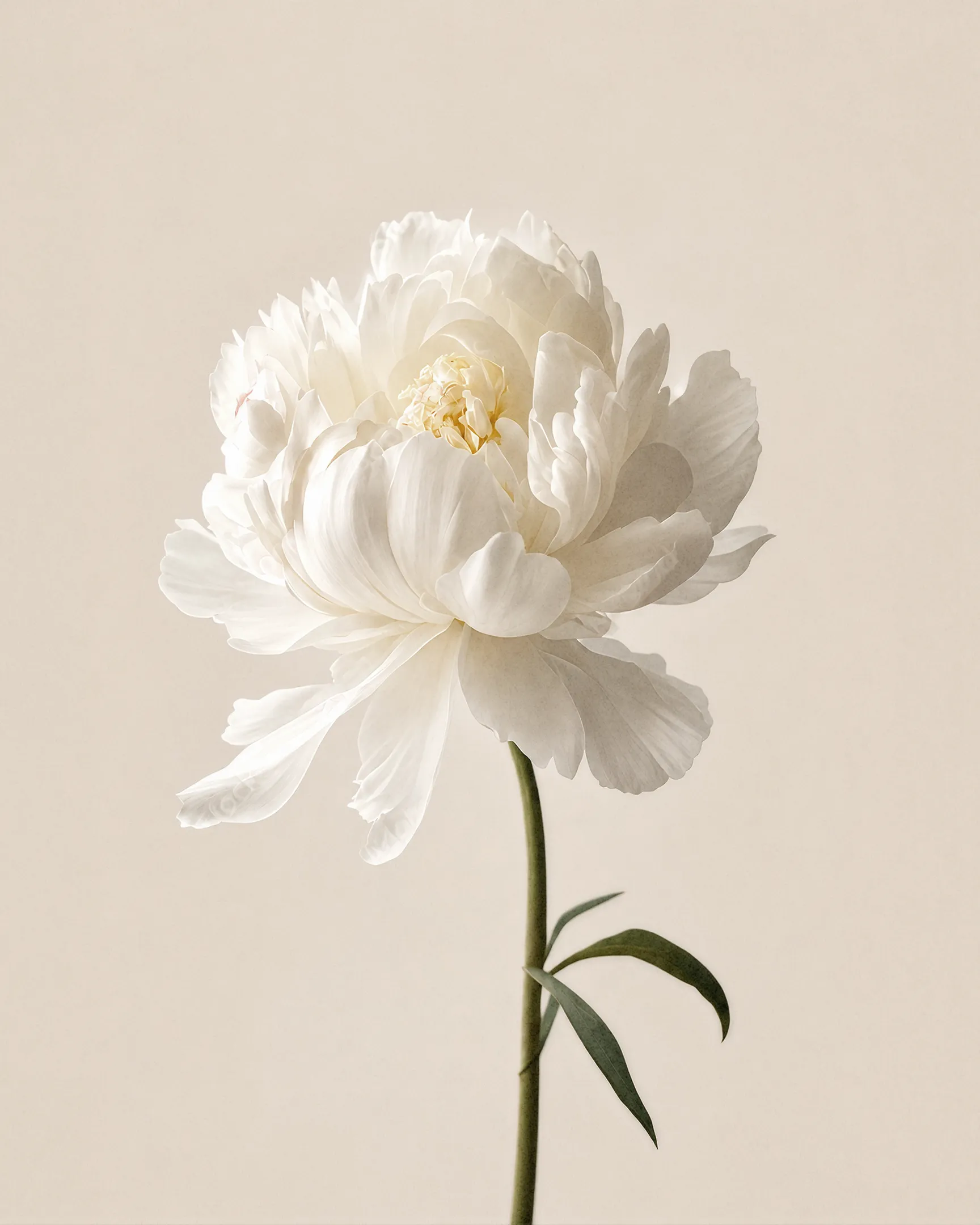 Amour de Deutz rosé - fleur blanche