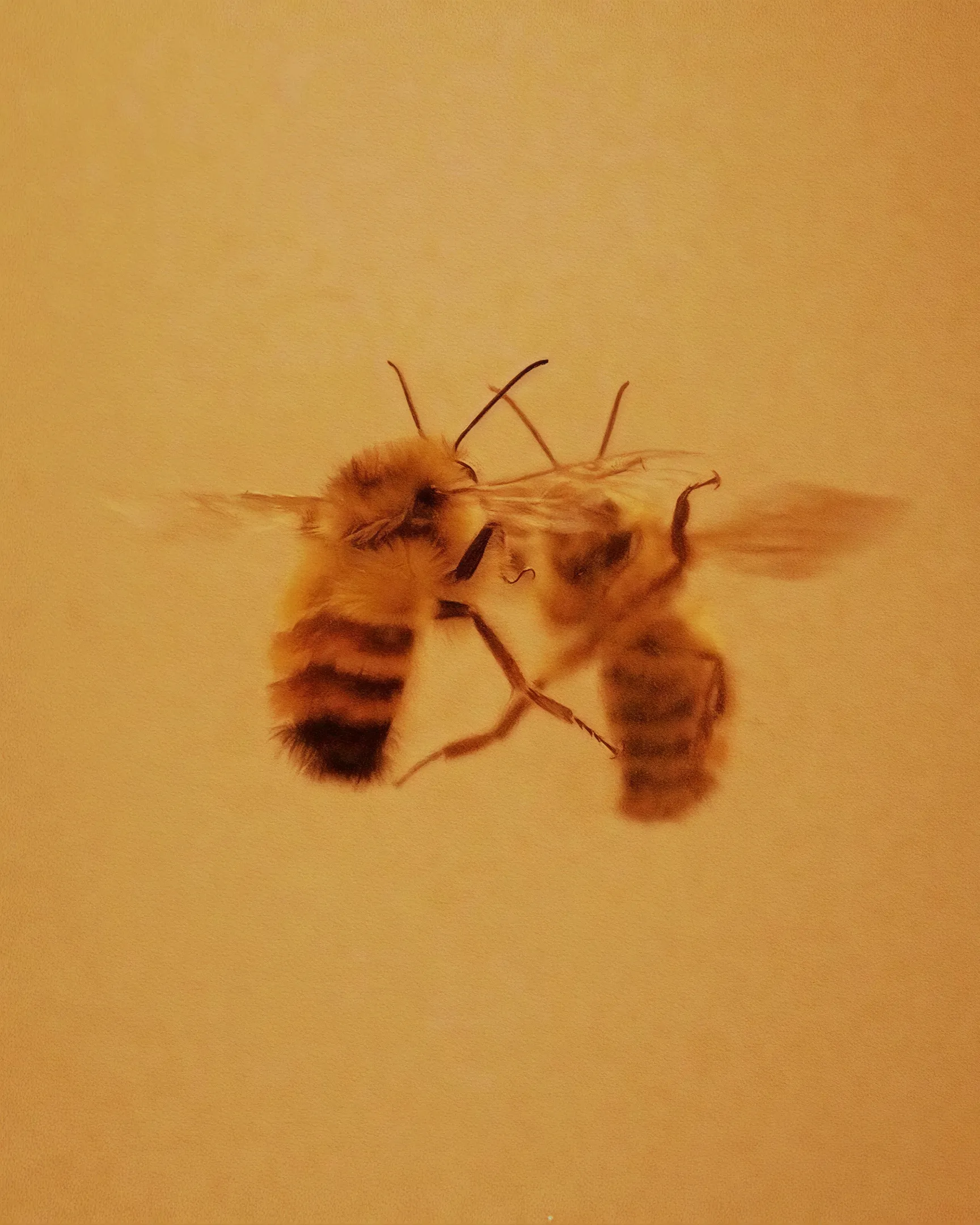 Amour de Deutz - duo abeilles