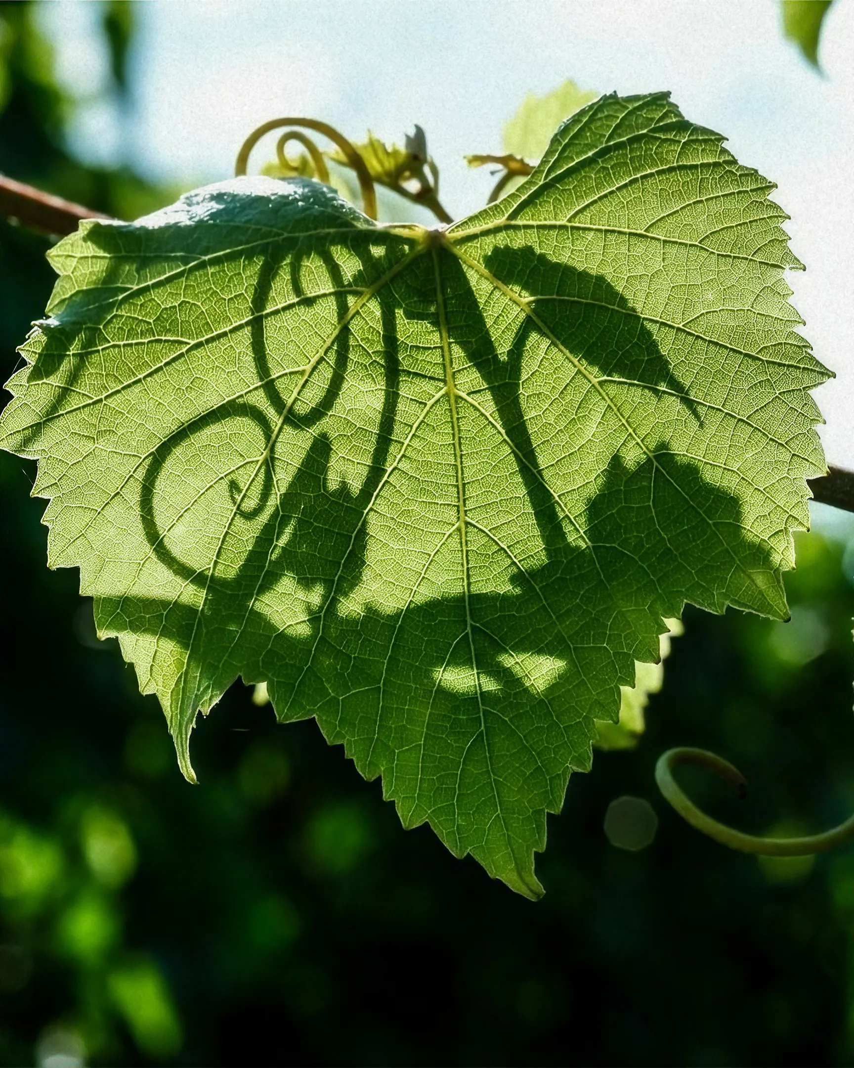 Deutz Brut Classic - Vignes