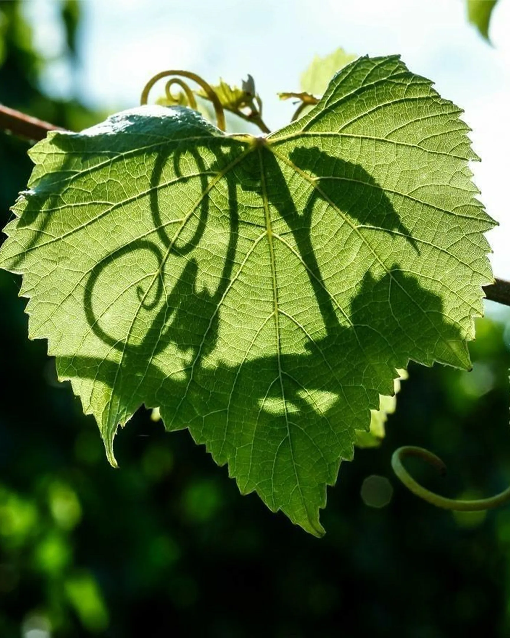 Hommage à William Deutz Meurtet - Feuille de Vignes