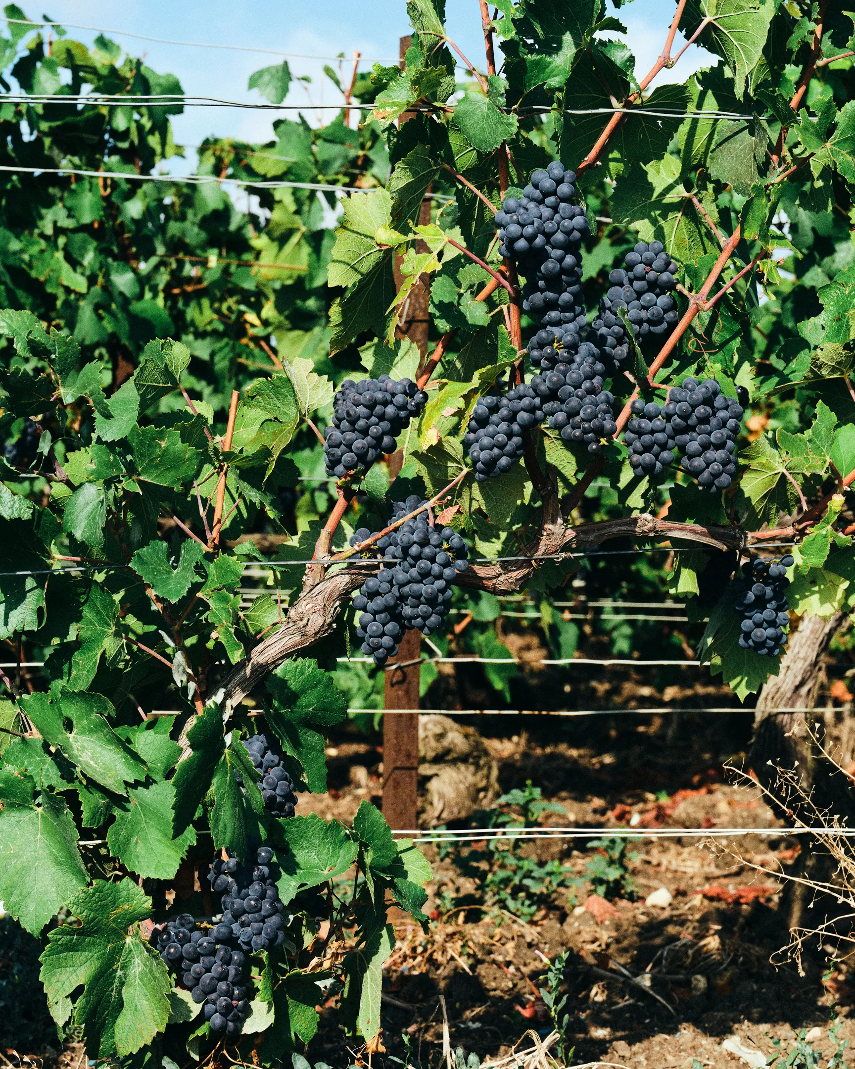 Hommage à William Deutz Meurtet - Vignes