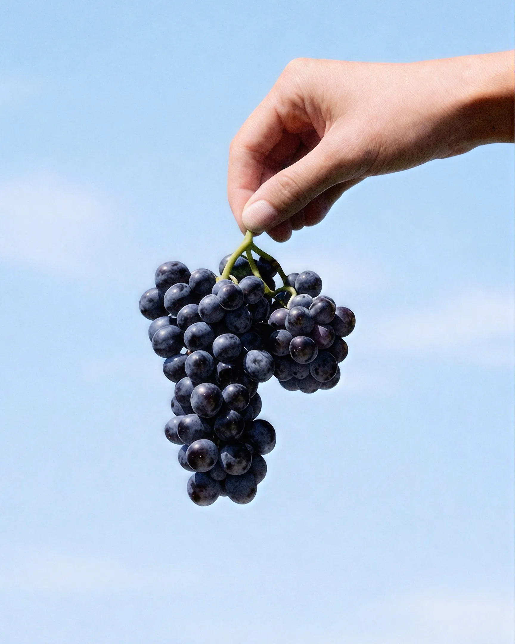 Deutz Brut Rosé - Blackcurrant