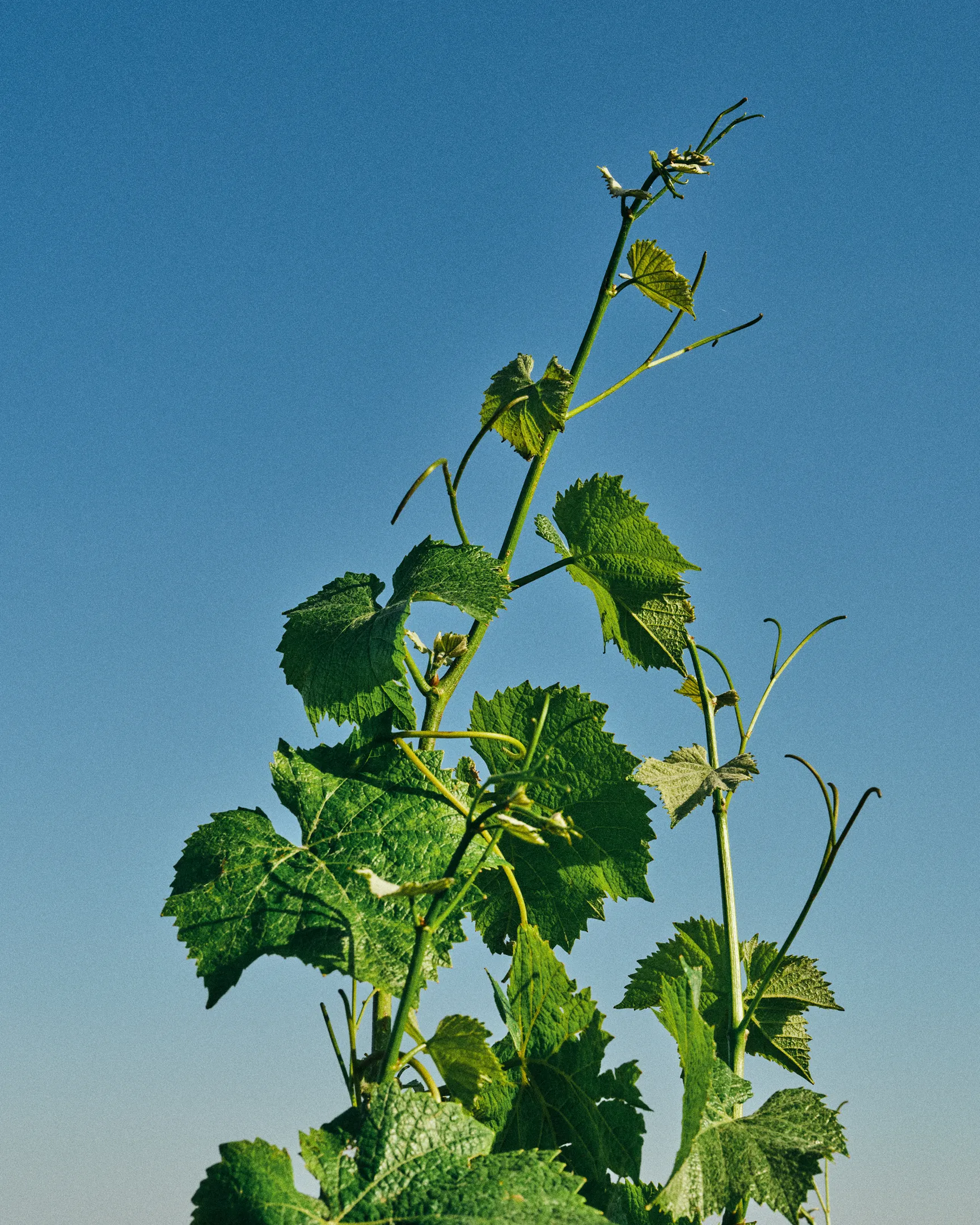Maison Deutz vineyard