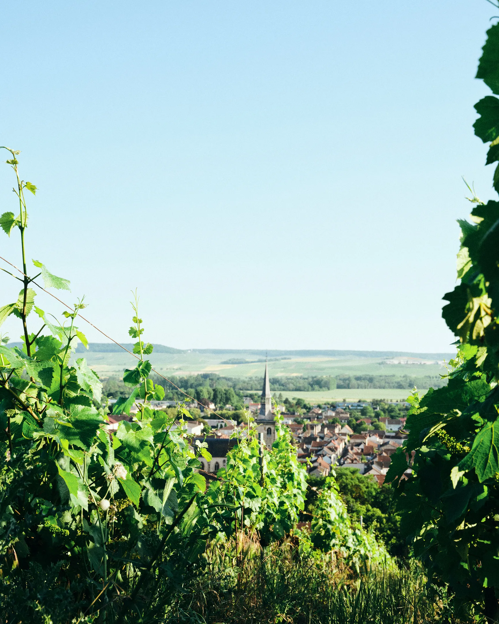 Hommage à William Deutz vineyards