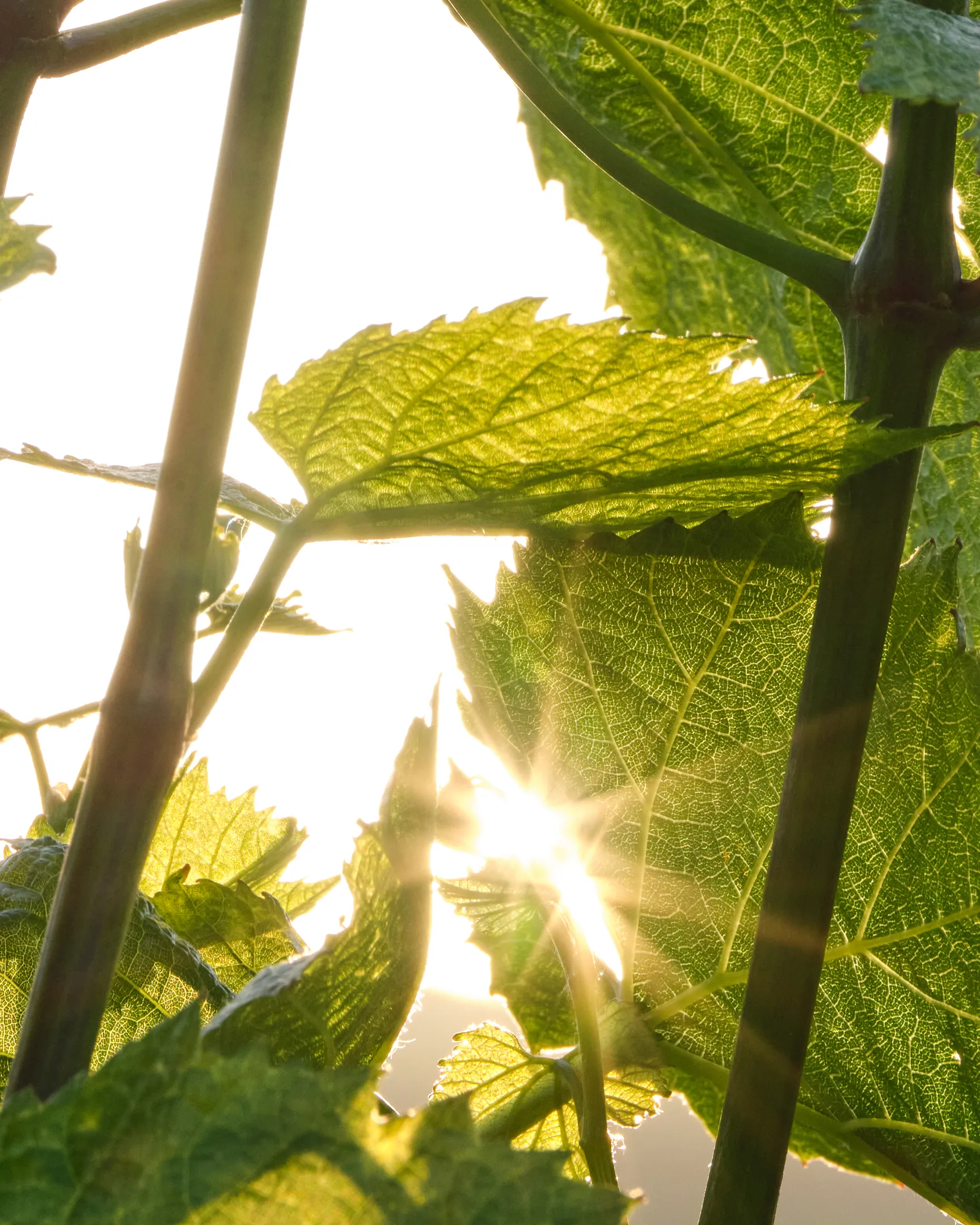 La Vigne Deutz