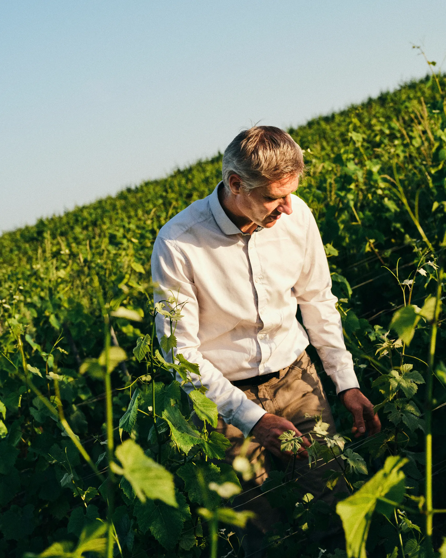 Cédric Georget Directeur de Vignes à Aÿ