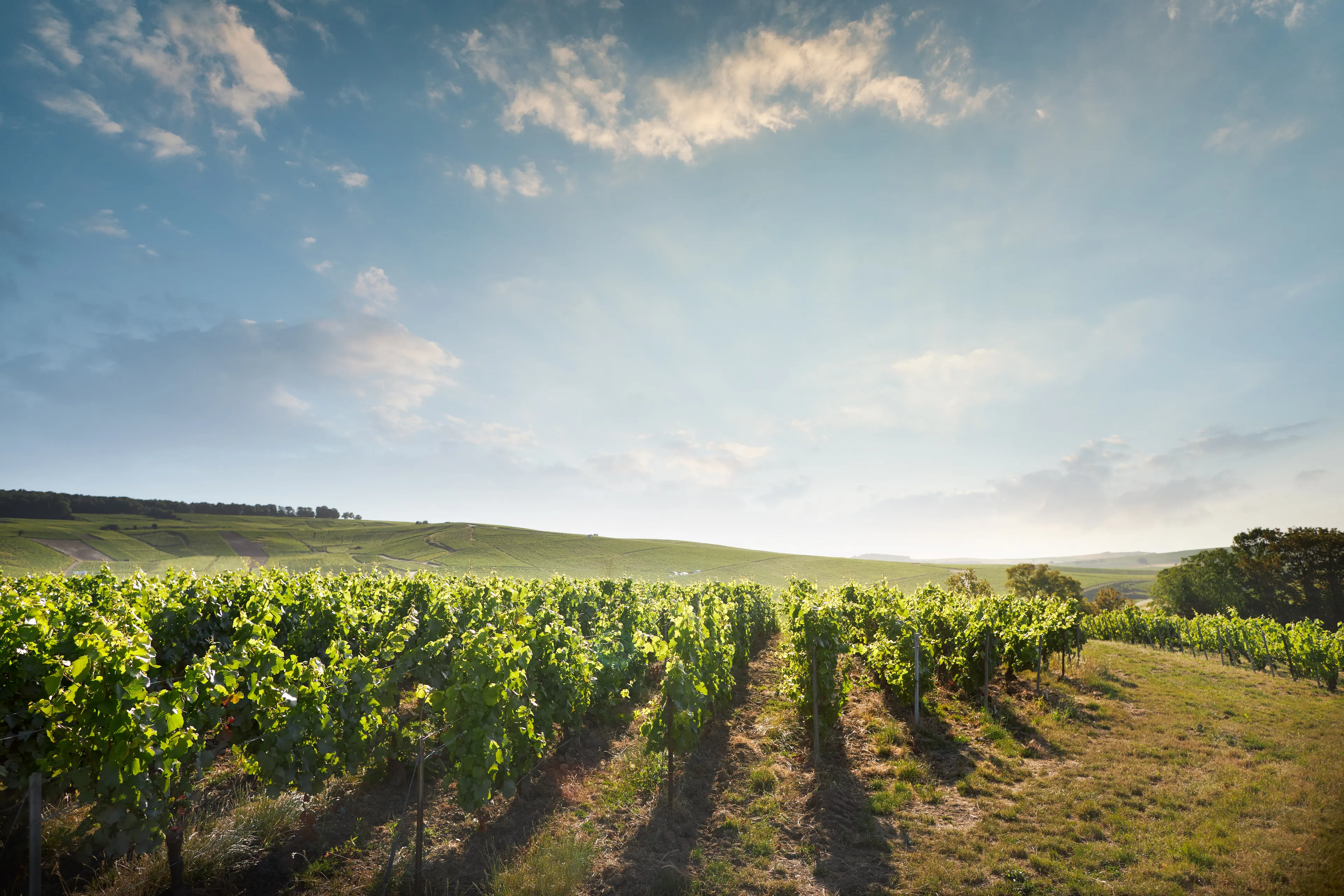 Vignoble Deutz Ay